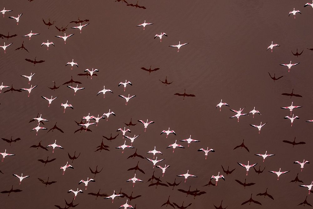 Africa-Tanzania-Aerial view of flock of Greater and Lesser Flamingos flying above salt waters art print by Paul Souders for $57.95 CAD